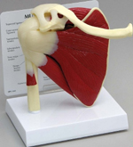 Muscled Shoulder Pharmaceutical and Anatomical Model Gifts